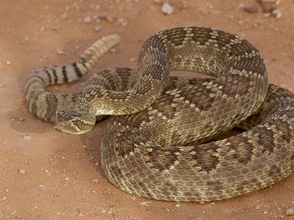 Mohave Rattlesnake Crotalus scutulatus Mojave Rattlesnake 