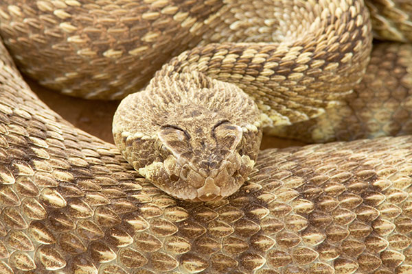Mohave Rattlesnake Crotalus scutulatus Mojave Rattlesnake 