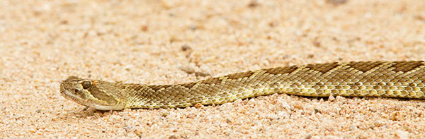 Mohave Rattlesnake Crotalus scutulatus Mojave Rattlesnake 
