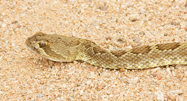 Mohave Rattlesnake Crotalus scutulatus Mojave Rattlesnake 