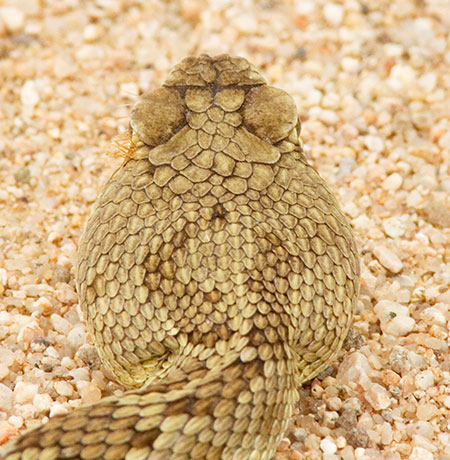 Mohave Rattlesnake Crotalus scutulatus Mojave Rattlesnake 