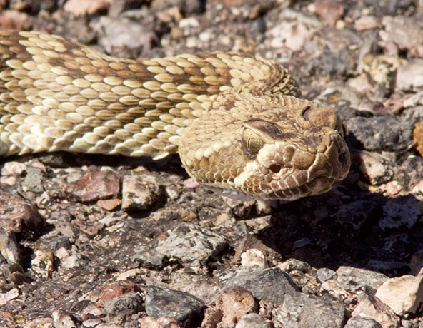 Mohave Rattlesnake Crotalus scutulatus Mojave Rattlesnake 