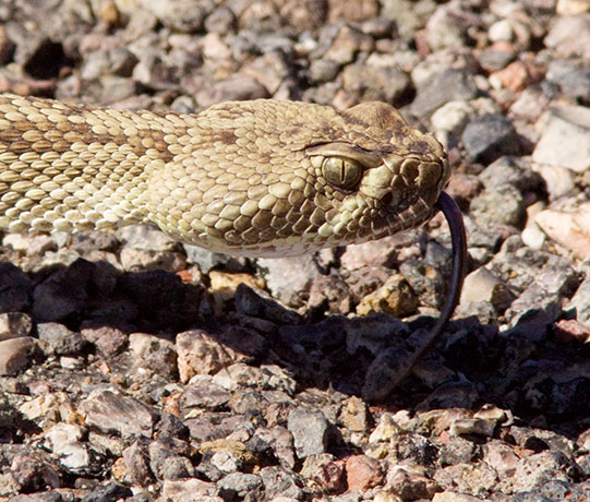 Mohave Rattlesnake Crotalus scutulatus Mojave Rattlesnake 