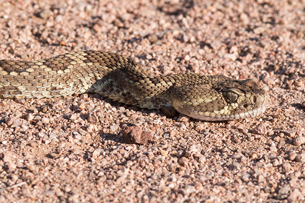 Mohave Rattlesnake Crotalus scutulatus Mojave Rattlesnake 
