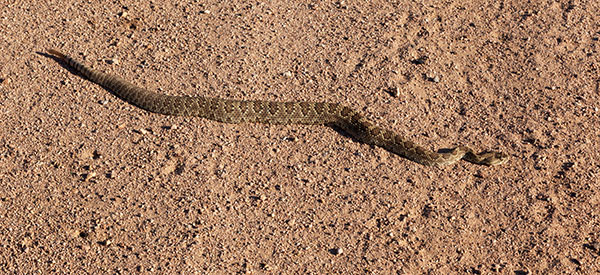 Mohave Rattlesnake Crotalus scutulatus Mojave Rattlesnake 