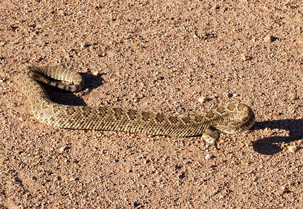 Mohave Rattlesnake Crotalus scutulatus Mojave Rattlesnake 