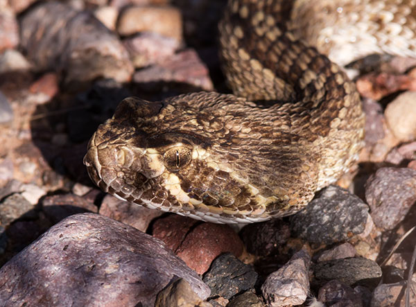 Mohave Rattlesnake Crotalus scutulatus Mojave Rattlesnake 