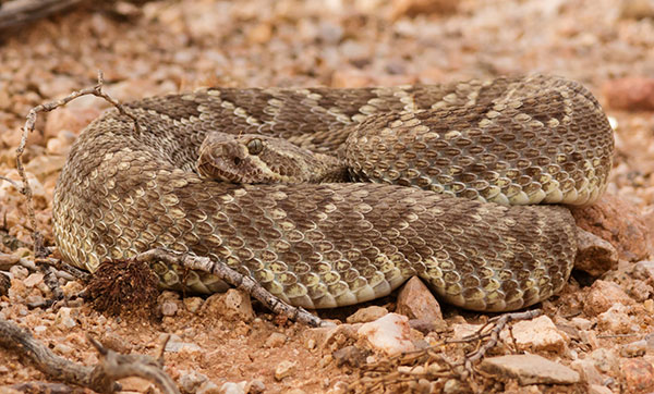 Mohave Rattlesnake Crotalus scutulatus Mojave Rattlesnake 