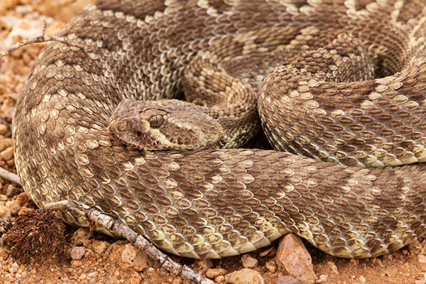 Mohave Rattlesnake Crotalus scutulatus Mojave Rattlesnake 