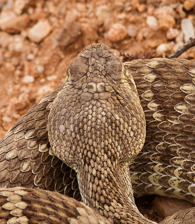 Mohave Rattlesnake Crotalus scutulatus Mojave Rattlesnake 