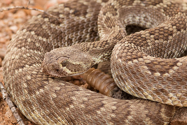Mohave Rattlesnake Crotalus scutulatus Mojave Rattlesnake 