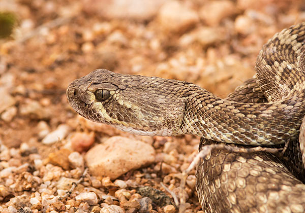 Mohave Rattlesnake Crotalus scutulatus Mojave Rattlesnake 