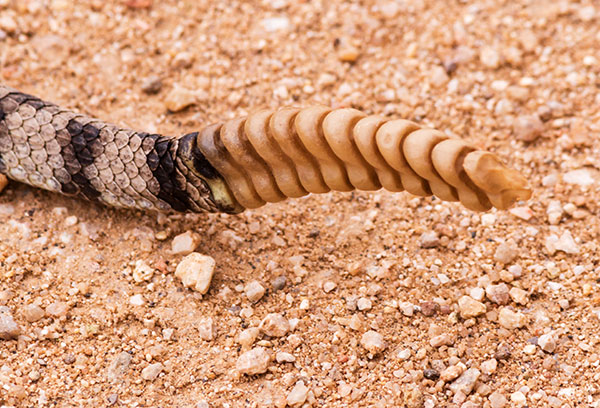 Mohave Rattlesnake Crotalus scutulatus Mojave Rattlesnake 