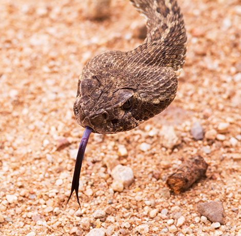 Mohave Rattlesnake Crotalus scutulatus Mojave Rattlesnake 