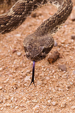 Mohave Rattlesnake Crotalus scutulatus Mojave Rattlesnake 