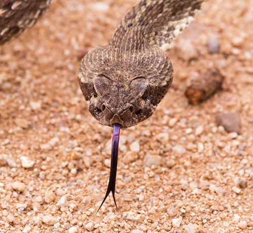 Mohave Rattlesnake Crotalus scutulatus Mojave Rattlesnake 