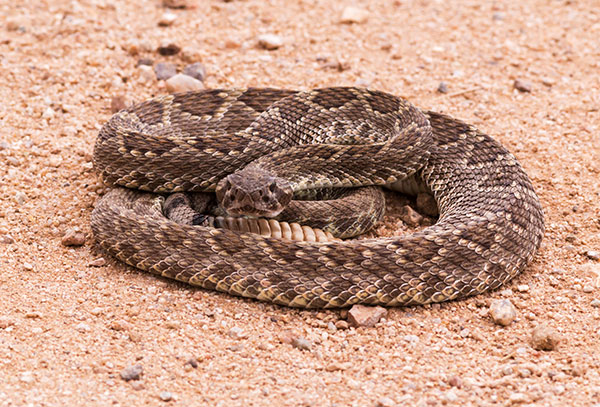 Mohave Rattlesnake Crotalus scutulatus Mojave Rattlesnake 
