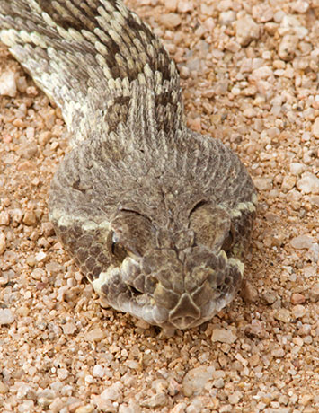 Mohave Rattlesnake Crotalus scutulatus Mojave Rattlesnake 