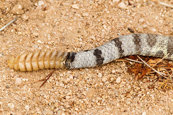 Mohave Rattlesnake Crotalus scutulatus Mojave Rattlesnake 
