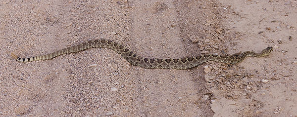 Mohave Rattlesnake Crotalus scutulatus Mojave Rattlesnake 