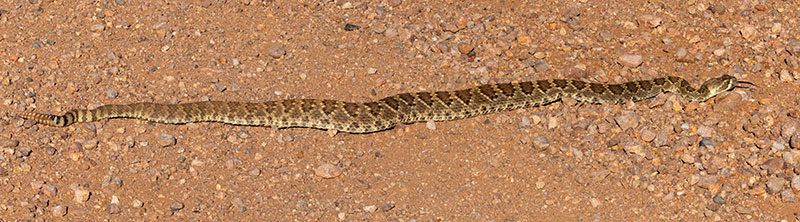 Mohave Rattlesnake Crotalus scutulatus Mojave Rattlesnake 