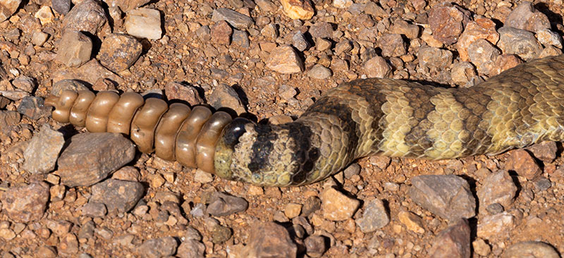 Mohave Rattlesnake Crotalus scutulatus Mojave Rattlesnake 