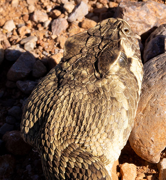Mohave Rattlesnake Crotalus scutulatus Mojave Rattlesnake 