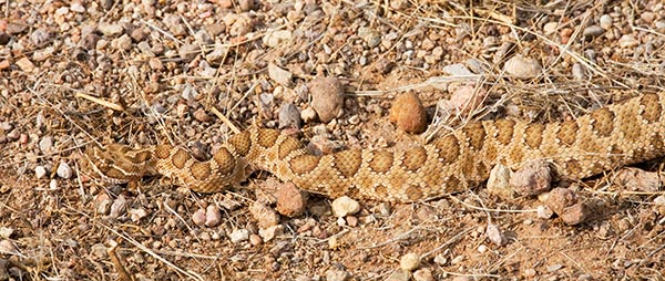 Prairie Rattlesnake Crotalus viridis 