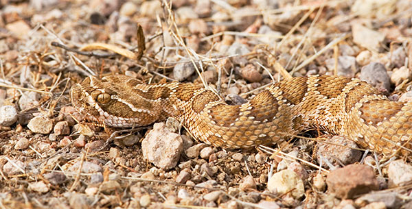 Prairie Rattlesnake Crotalus viridis 