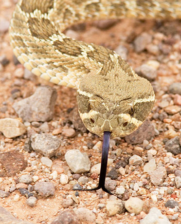 Prairie Rattlesnake Crotalus viridis 