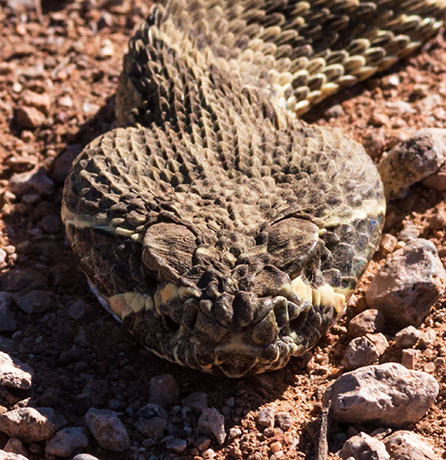 Prairie Rattlesnake Crotalus viridis 