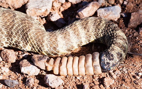 Prairie Rattlesnake Crotalus viridis 