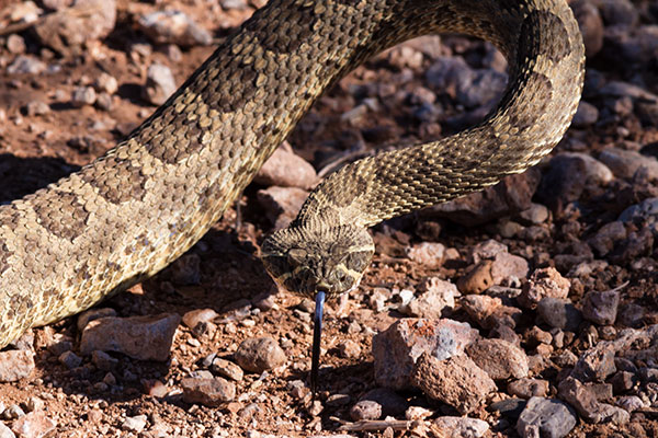 Prairie Rattlesnake Crotalus viridis 