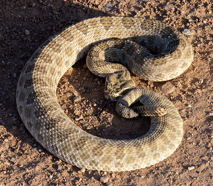 Prairie Rattlesnake Crotalus viridis