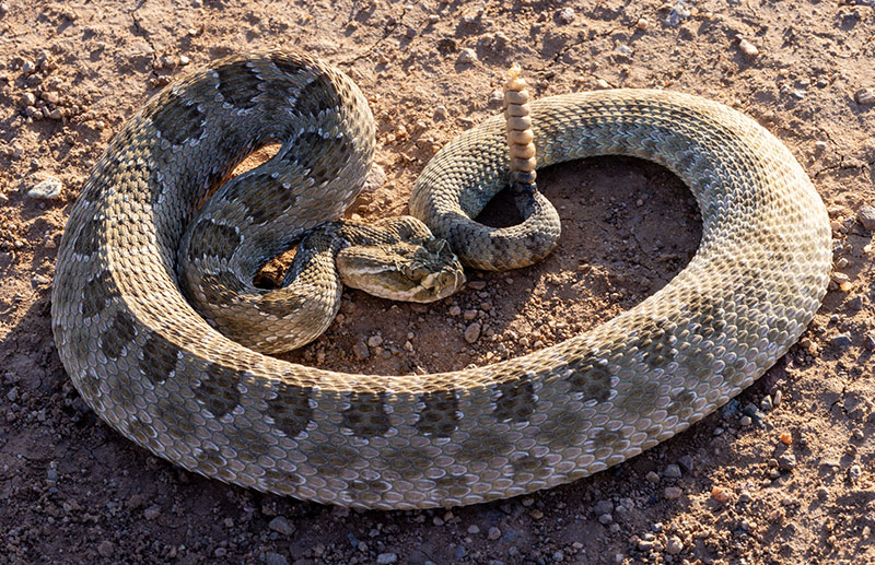 Prairie Rattlesnake Crotalus viridis 