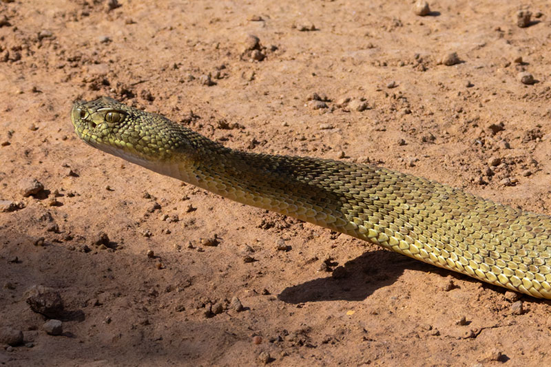 Prairie Rattlesnake Crotalus viridis