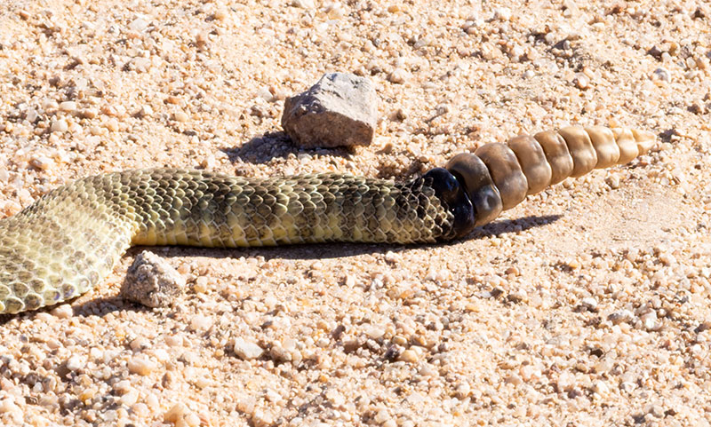 Prairie Rattlesnake Crotalus viridis