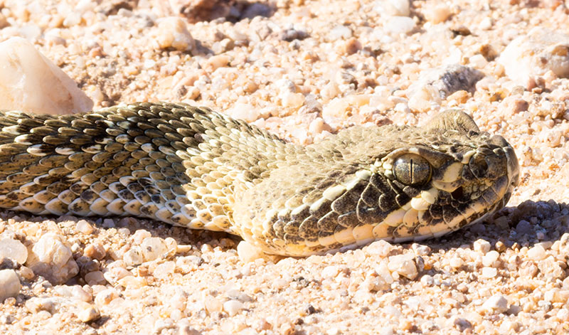 Prairie Rattlesnake Crotalus viridis