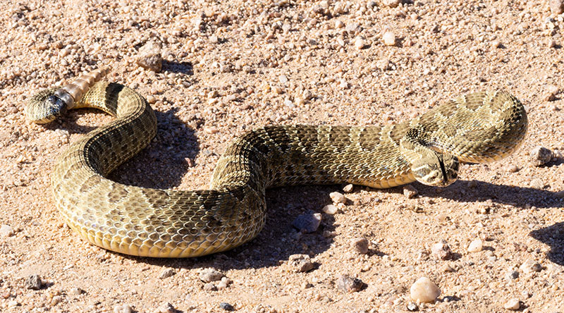 Prairie Rattlesnake Crotalus viridis