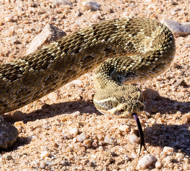 Prairie Rattlesnake Crotalus viridis