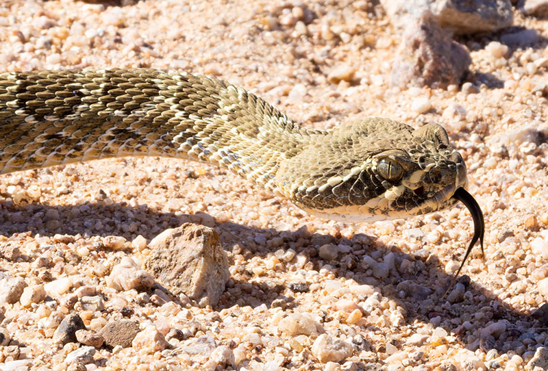 Prairie Rattlesnake Crotalus viridis