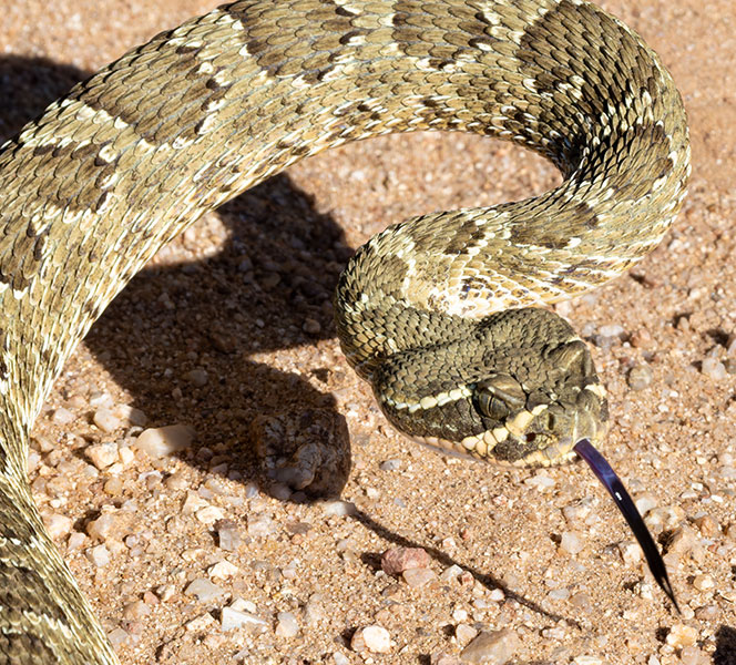 Prairie Rattlesnake Crotalus viridis