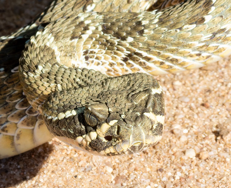 Prairie Rattlesnake Crotalus viridis