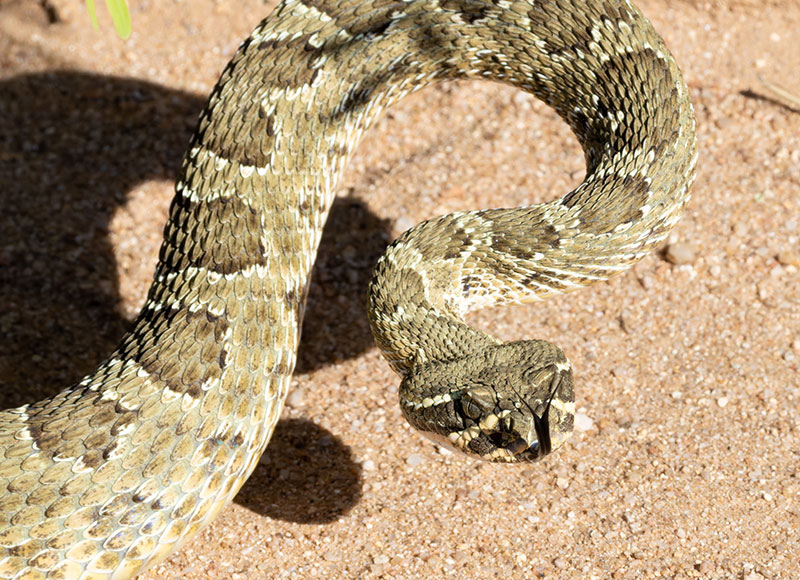 Prairie Rattlesnake Crotalus viridis