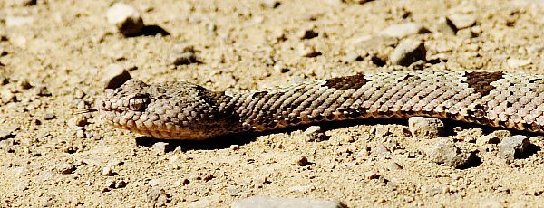 Rock Rattlesnake Crotalus lepidus image Oct. 29, 2005