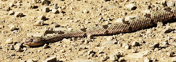 Rock Rattlesnake Crotalus lepidus photo October 29, 2005
