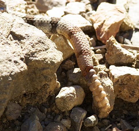 Rock Rattlesnake Crotalus lepidus photo Oct. 29, 2005