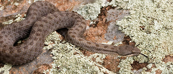 Twin-spotted Rattlesnake Crotalus pricei photo Aug. 12, 2007