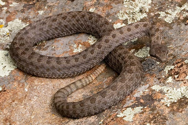 Twin-spotted Rattlesnake Crotalus pricei photograph August 12, 2007