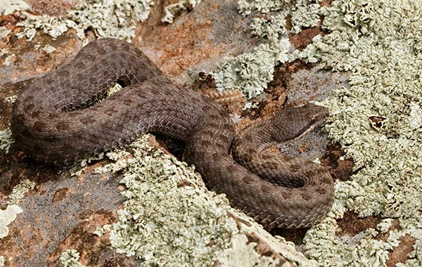 Twin-spotted Rattlesnake Crotalus pricei image August 12, 2007